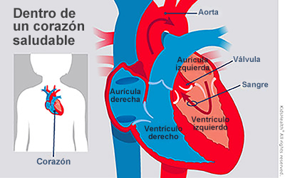 Las partes del corazón se dividen en tres amplias categorías: Cavidades, válvulas y pared cardíaca.