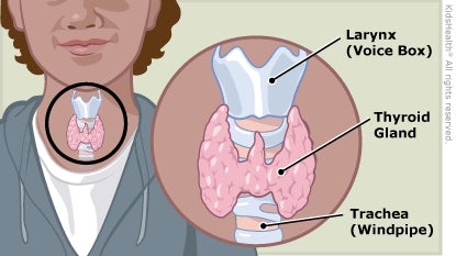 A medical illustration shows the position of the thyroid